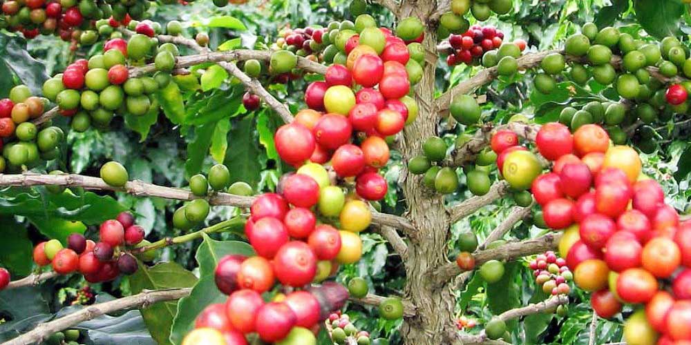 گیاه قهوه عربیکا اوگاندا