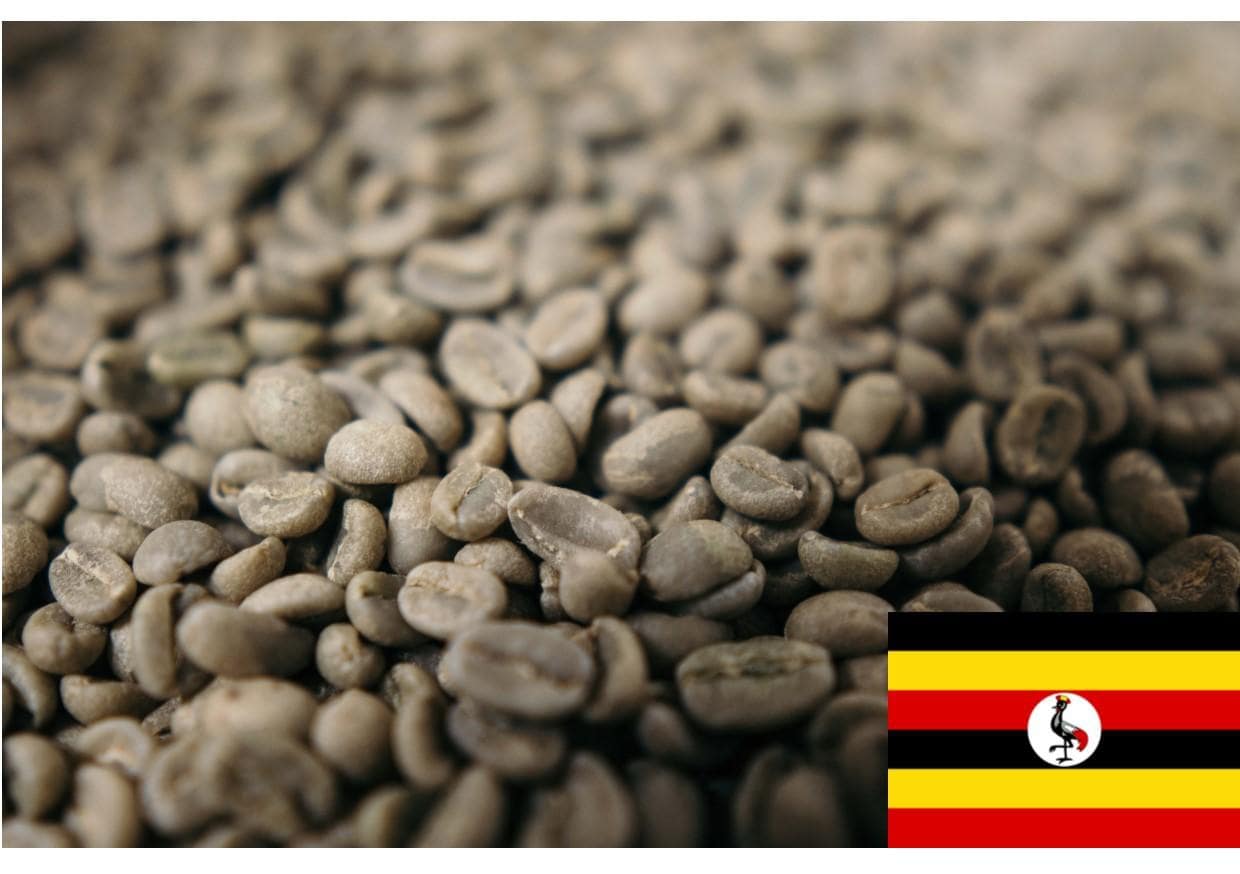قهوه روبوستا اوگاندا
