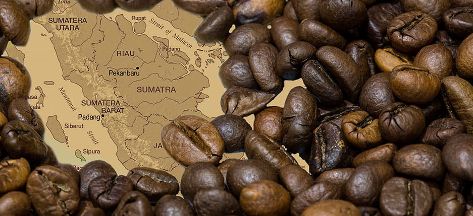 قهوه عربیکا سوماترا اندونزی