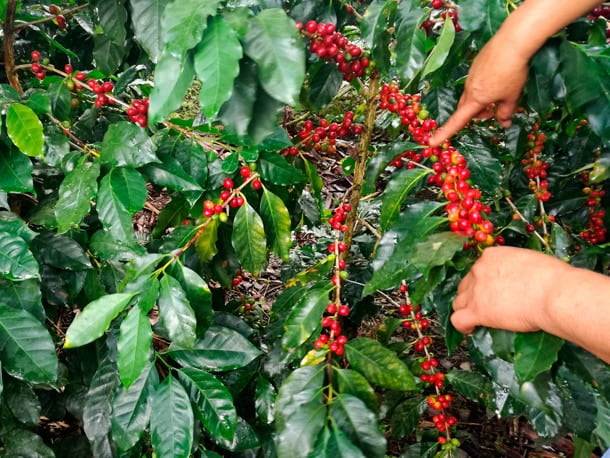 گیاه قهوه عربیکا پرو