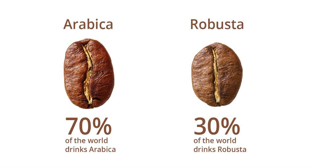 قهوه روبوستا - قهوه عربیکا
